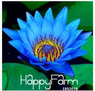 Buy Water Lily Seeds - Fresh Bowl Lotus & Water Lilies - Fast US Shipping