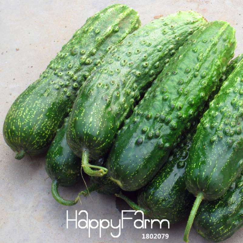 Japanese Cucumber Seeds for Planting - Fresh Garden, Balcony & Bonsai Vegetable Seeds (Cucumis Sativus)