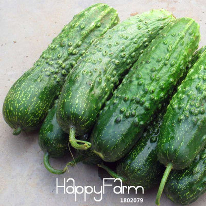 Japanese Cucumber Seeds for Planting - Fresh Garden, Balcony & Bonsai Vegetable Seeds (Cucumis Sativus)