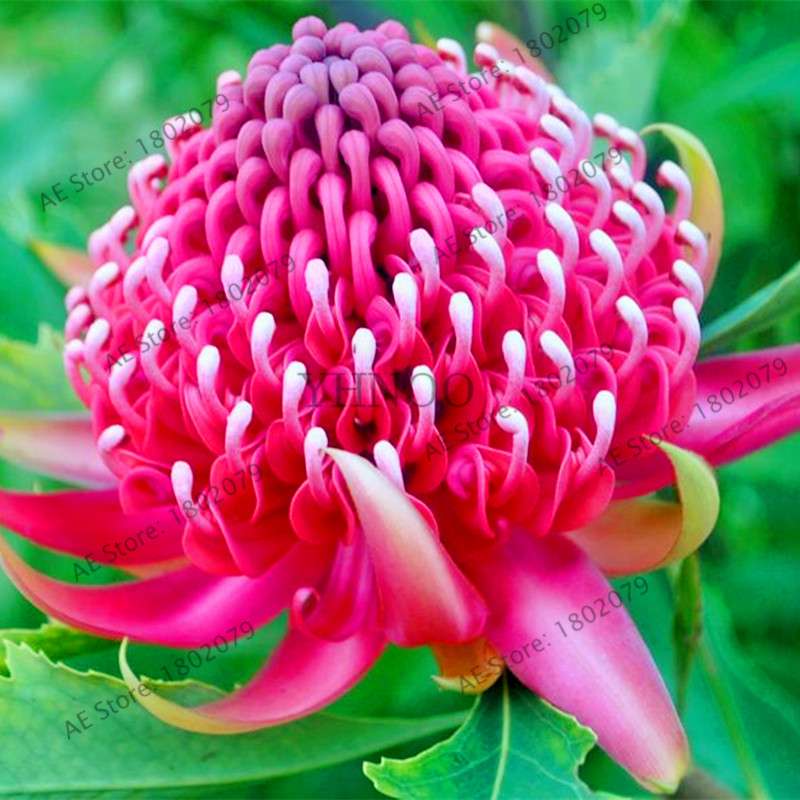 Rare Waratah (Telopea speciosissima) Seeds - Perennial Bonsai Flower for Home & Garden - New South Wales Native
