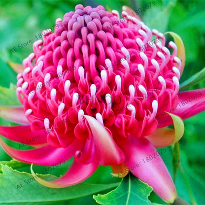 Rare Waratah (Telopea speciosissima) Seeds - Perennial Bonsai Flower for Home & Garden - New South Wales Native