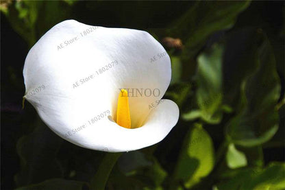 Rare Mixed Color Calla Lily Seeds - Beautiful Bonsai Flowers for Home Garden & Backyard Planting