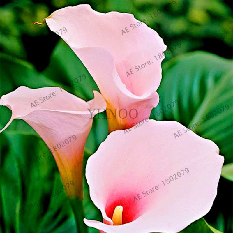 Calla Lily Seeds - Rare Perennial Bonsai Plant for Home, Garden & Wedding Bouquets | Gift Flowers