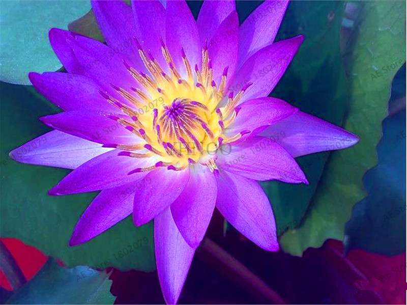 Lotus Flower Seeds - Aquatic Water Lily Plants for Home Garden Planting
