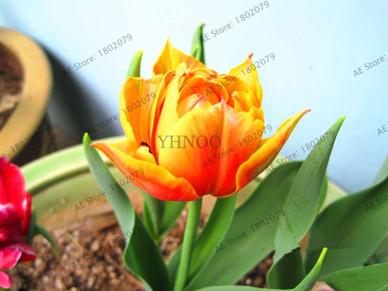 Rare Double Tulip Bulbs - Premium Imported Tulip Seeds for Home Garden Planting