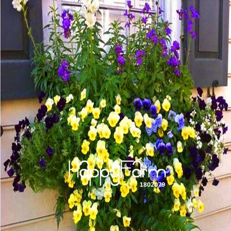 Rare Hanging Nasturtium Seeds - Vibrant Climbing Flowers for Garden & Containers