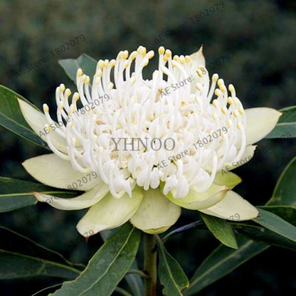 Rare Waratah (Telopea speciosissima) Seeds - Perennial Bonsai Flower for Home & Garden - New South Wales Native