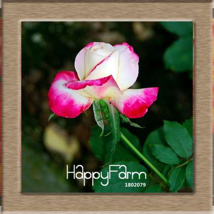 Premium White Black Edge Rose Seeds - for Home Garden & Balcony Planting | Rare Potted Rose Flowers