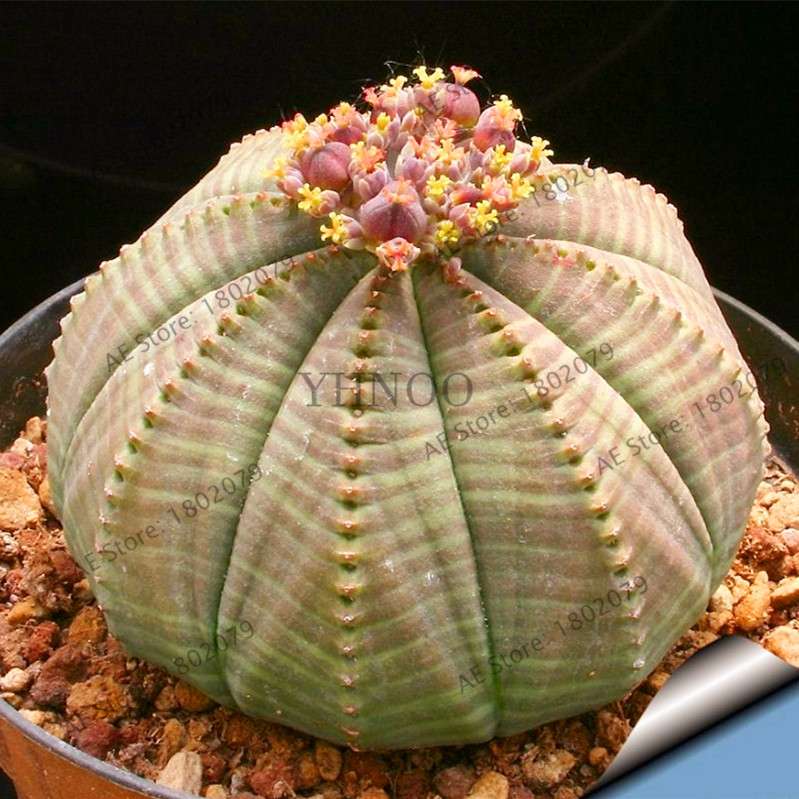 Basketball Cactus Seeds (Euphorbia obesa) - Unique Succulent Plant for Garden, Bonsai & Home Decor