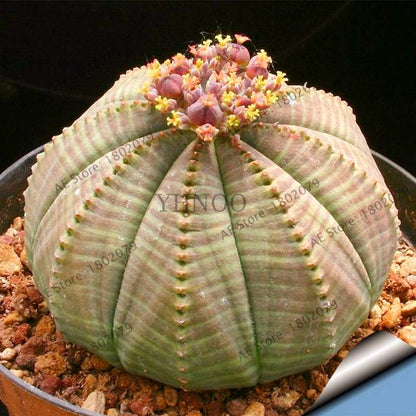 Basketball Cactus Seeds (Euphorbia obesa) - Unique Succulent Plant for Garden, Bonsai & Home Decor