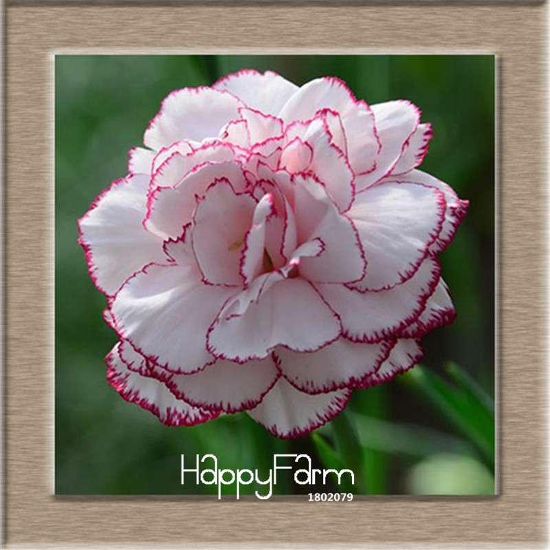 16 Colors Dianthus Caryophyllus Flower Seeds, Balcony Potted Garden Plants, Carnation Seeds for Home & Courtyard