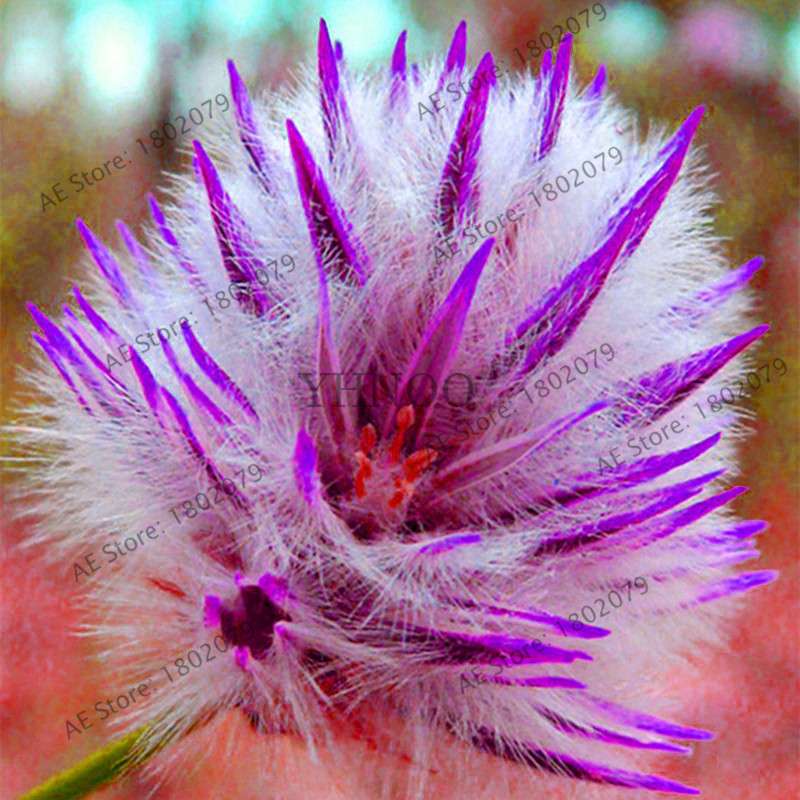 Buy Rare Ptilotus Exaltatus (Joey) Seeds - Australian Foxtail Flower for Your Garden