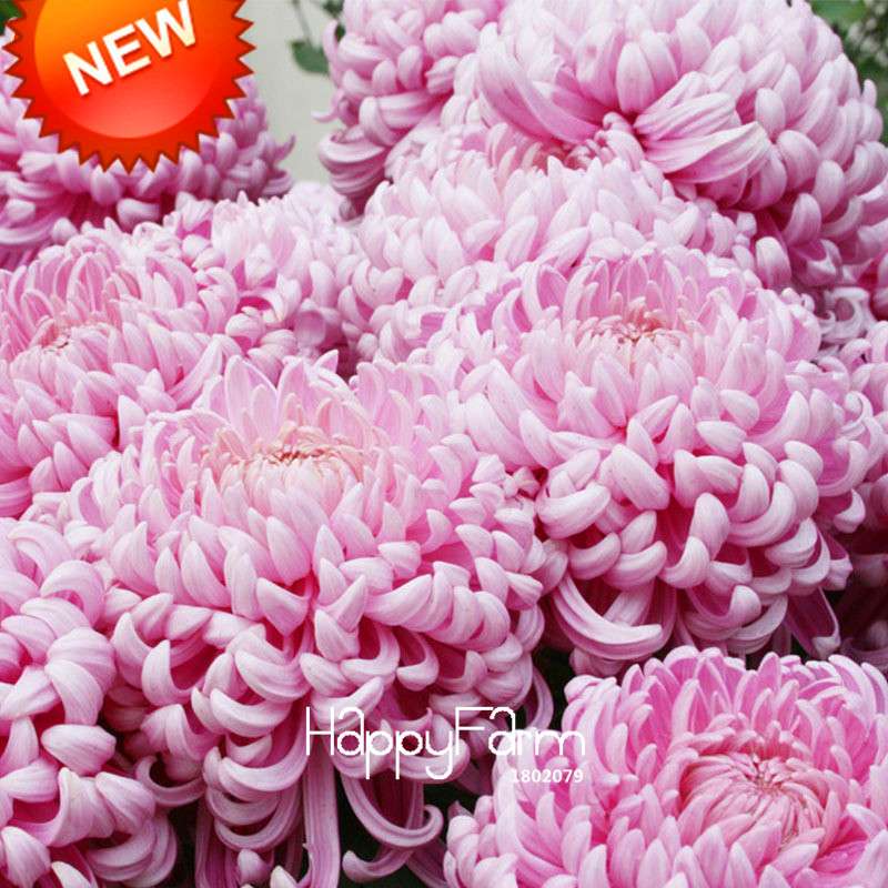 Pink Chrysanthemum Seeds - DIY Garden Flowers for Pots | Easy-Grow Morifolium