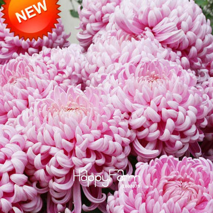 Pink Chrysanthemum Seeds - DIY Garden Flowers for Pots | Easy-Grow Morifolium