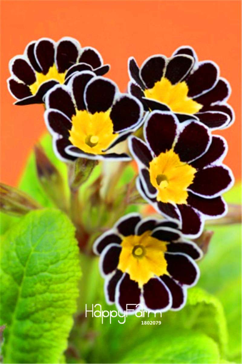 Rare Primrose Seeds - Fresh, Easy to Grow, Beautiful Blooming Flowers for Garden