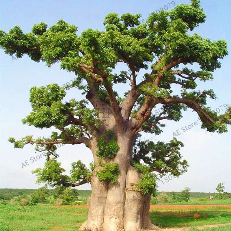 Rare Australian Baobab Tree Seeds - Giant Crown, Unique Boba Trees, Fast US Shipping