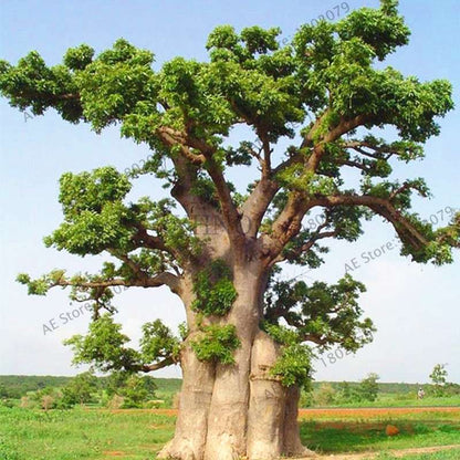 Rare Australian Baobab Tree Seeds - Giant Crown, Unique Boba Trees, Fast US Shipping