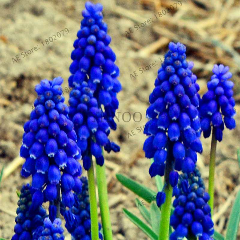 Hyacinth Seeds for Planting - Easy-Grow Potted Bonsai Flowers, Indoor/Outdoor Garden