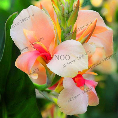 Mixed Color Canna Seeds for DIY Potted Plants | 95% Germination Rate | Indoor/Outdoor Gardening