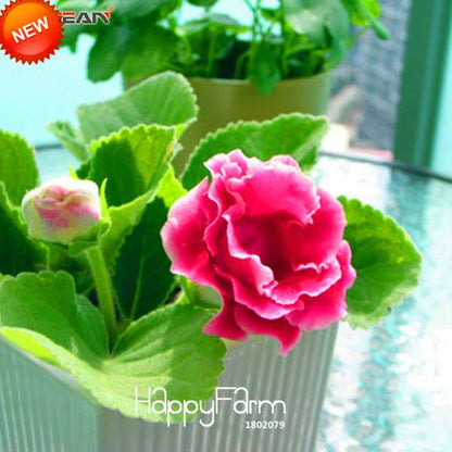 Red Gloxinia Seeds - Perennial Sinningia Speciosa for Bonsai & Balcony Gardens | USA Shipping