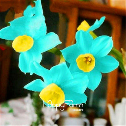 Daffodil Seeds (Narcissus Tazetta) - Indoor Flowering Bulbs for Home & Office, Easy to Grow
