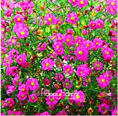 Gypsophila Seeds - Fragrant Bonsai Flowers for Home Garden Planting