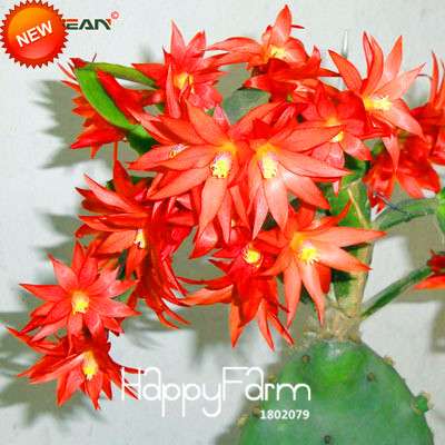 24 Color Rare Schlumbergera Bonsai Seeds - | Unique Truncatus Flower Seeds for Planting