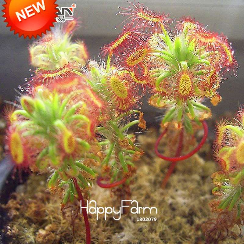 Sundew Seeds - Carnivorous Plant for Bonsai & Garden | Easy-Grow Potted Houseplant