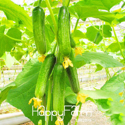 Fresh Cucumber Seeds for Planting - Non-GMO, Home Garden, Balcony & Bonsai | Fast-Growing Vegetable Seeds