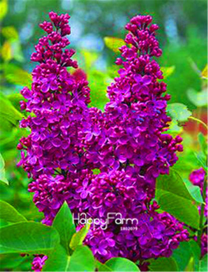 Japanese Bonsai Lilac Flower Seeds - DIY Home Garden Planting Kit for Indoor/Outdoor