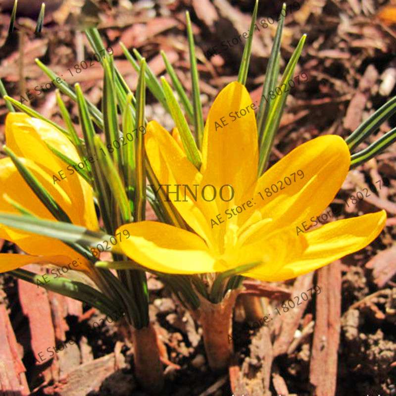 Premium Saffron Seeds - Grow Saffron Crocus Flowers for Home, Garden & Bonsai | Fast Shipping