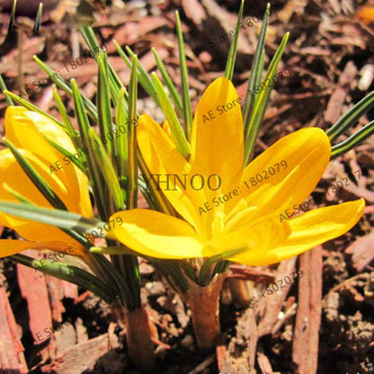 Premium Saffron Seeds - Grow Saffron Crocus Flowers for Home, Garden & Bonsai | Fast Shipping