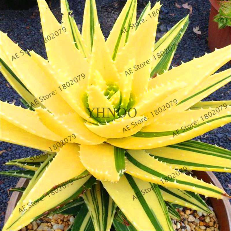 Succulent Seeds Kit - Aloe Vera, Edible Beauty Plants, Bonsai & Perennial Flowers for Home Garden
