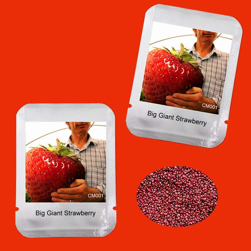 Giant Strawberry Seeds - Rare, Sweet, Extra-Large Fruit Seeds for Planting | Perfect Gift Idea