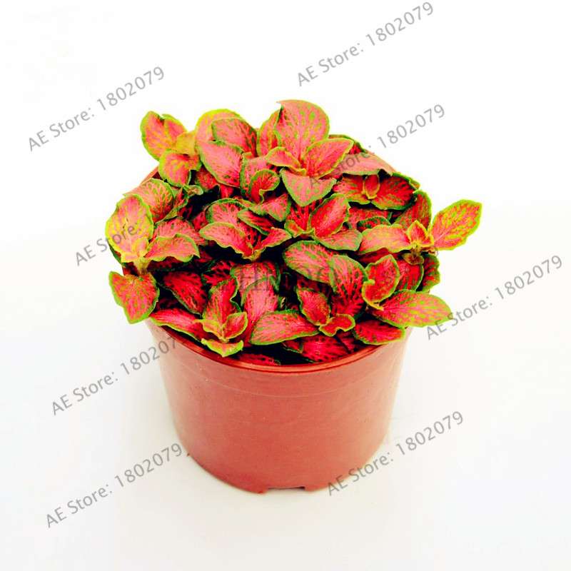 Fittonia Verschaffeltii Seeds - Indoor Bonsai Plant for Home, Office & Garden Decor - Easy to Grow
