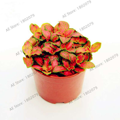 Fittonia Verschaffeltii Seeds - Indoor Bonsai Plant for Home, Office & Garden Decor - Easy to Grow