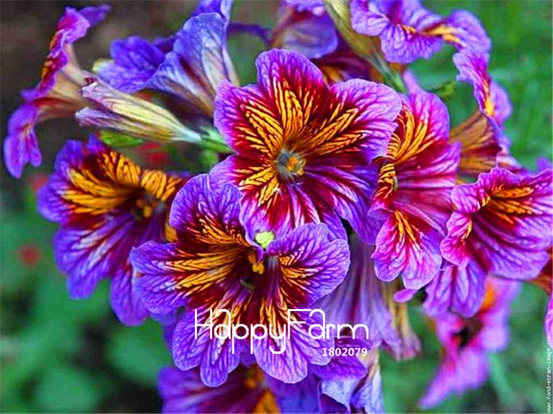 Salpiglossis Sinuata Seeds - Colorful Bonsai Flower for DIY Home Garden Planting