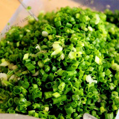 Chinese Green Onion Seeds - Perennial Veggie, Easy-Grow Garden & Bonsai Plant for Home (Fast Shipping)