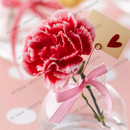 Rare Carnation Seeds - Dianthus Caryophyllus, Potted Bonsai Flower Seeds for Mother's Day, Home Garden Planting