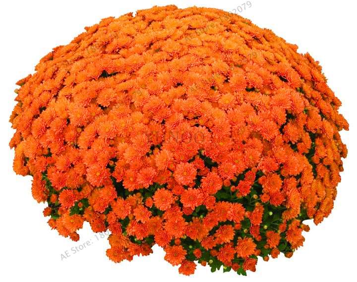 Perennial Daisy Seeds - Hardy Ground Cover Chrysanthemum for Home Garden & Bonsai Planting