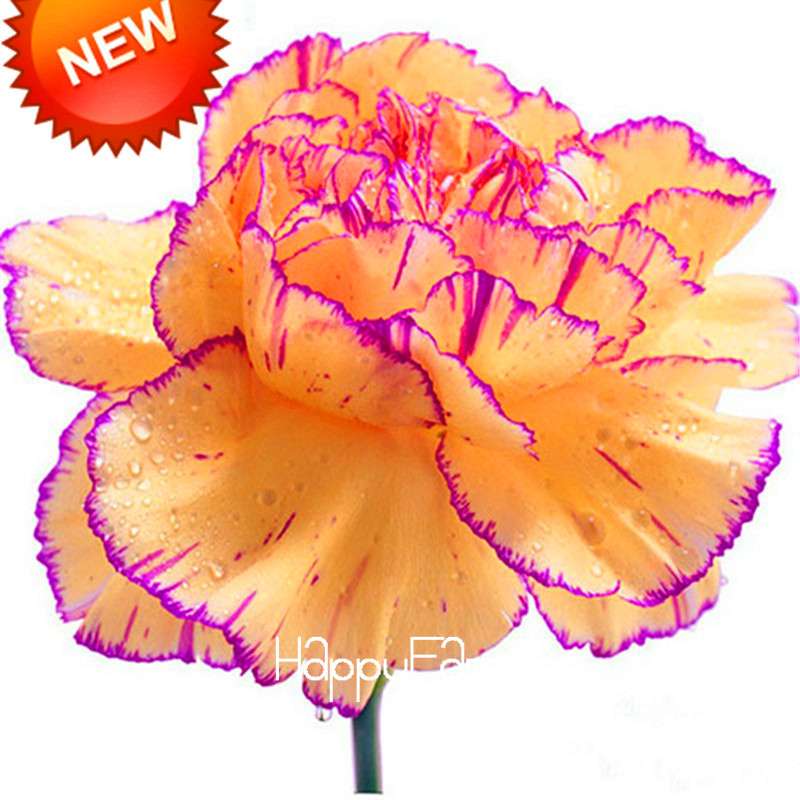 Black Carnation Flower Seeds - Rare Dianthus Bonsai Plants for Home Garden, Unique & Exotic Blooms