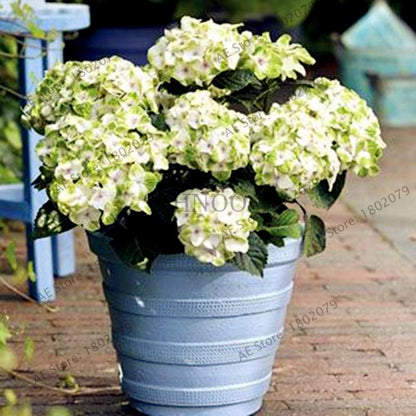 Hydrangea Bonsai Seeds - Perennial Wedding Flowers for Home & Garden - Easy to Grow