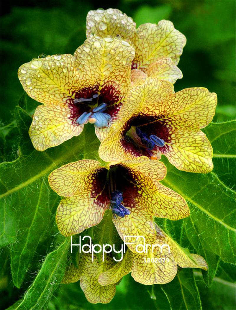 Hyoscyamus Seeds - Henbane Plant Seeds for Home Garden, Potted Bonsai & Flower Planting