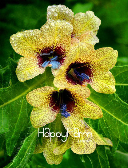 Hyoscyamus Seeds - Henbane Plant Seeds for Home Garden, Potted Bonsai & Flower Planting
