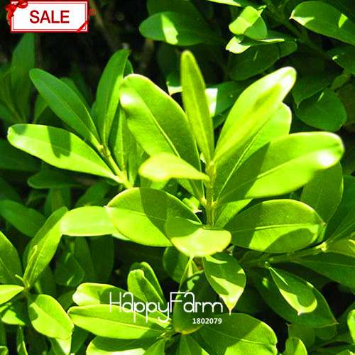 Boxwood Bonsai Seeds - Grow Purifying Air Boxtree Plants, Real Potted Seeds for Home & Garden