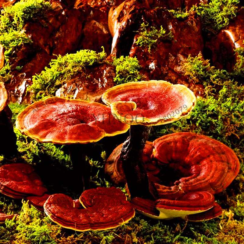 Wild Ganoderma Lucidum Lingzhi Spores - Easy Planting, High Germination Rate for Home Growers