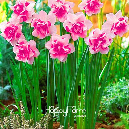 Double Petal Pink Daffodil Bonsai Seeds - Aquatic Plant Seeds for Home Garden