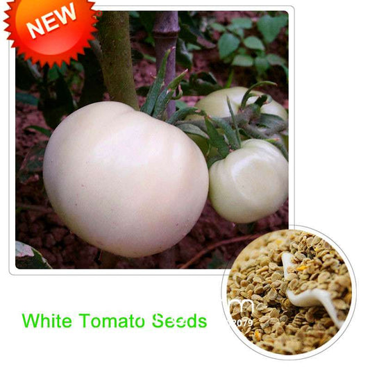 Organic White Tomato Seeds for Home Garden - Non-GMO, Easy to Grow, Potted Vegetable Planting