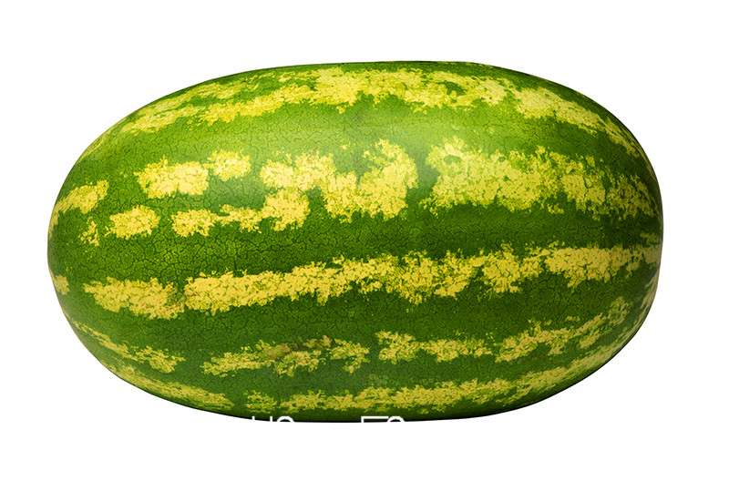 Giant Watermelon Seeds - Non-GMO, Sweet & Juicy Fruit Seeds for Planting - USA Garden Ready