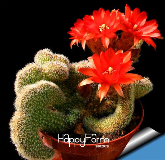 Strombocactus Disciformis Seeds - Rare Cactus Bonsai, Succulent Plant for Pots